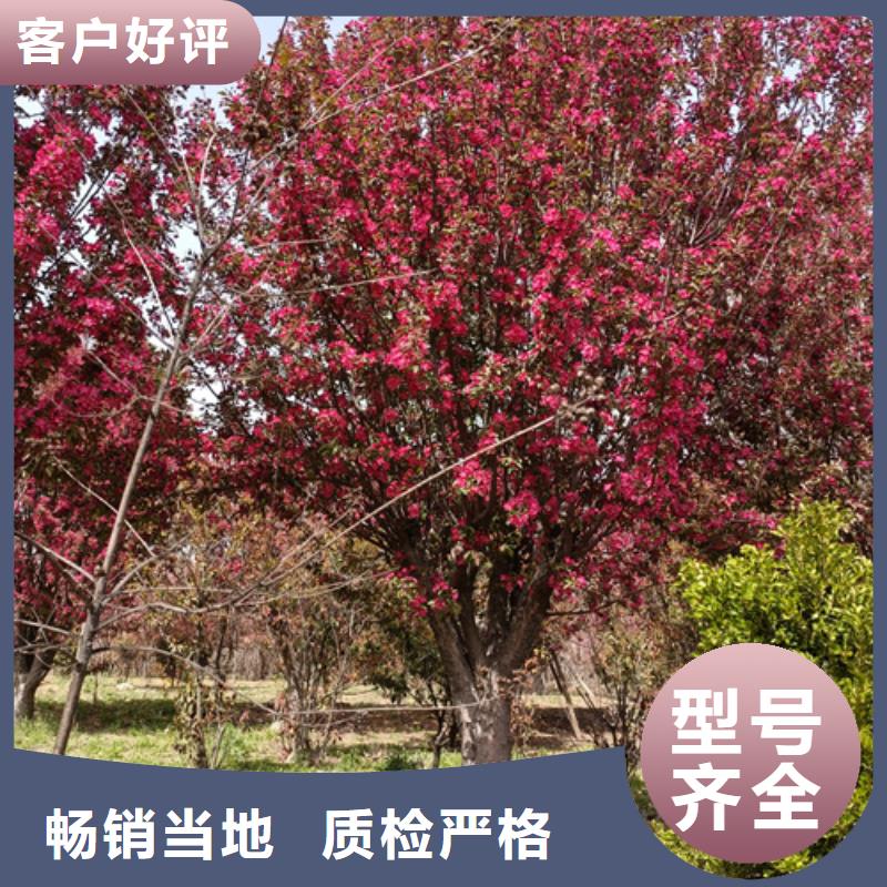 【法桐金叶复叶槭品质可靠】本地制造商