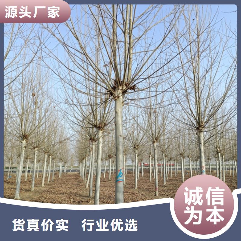 法桐【黄金槐】好货采购用心经营