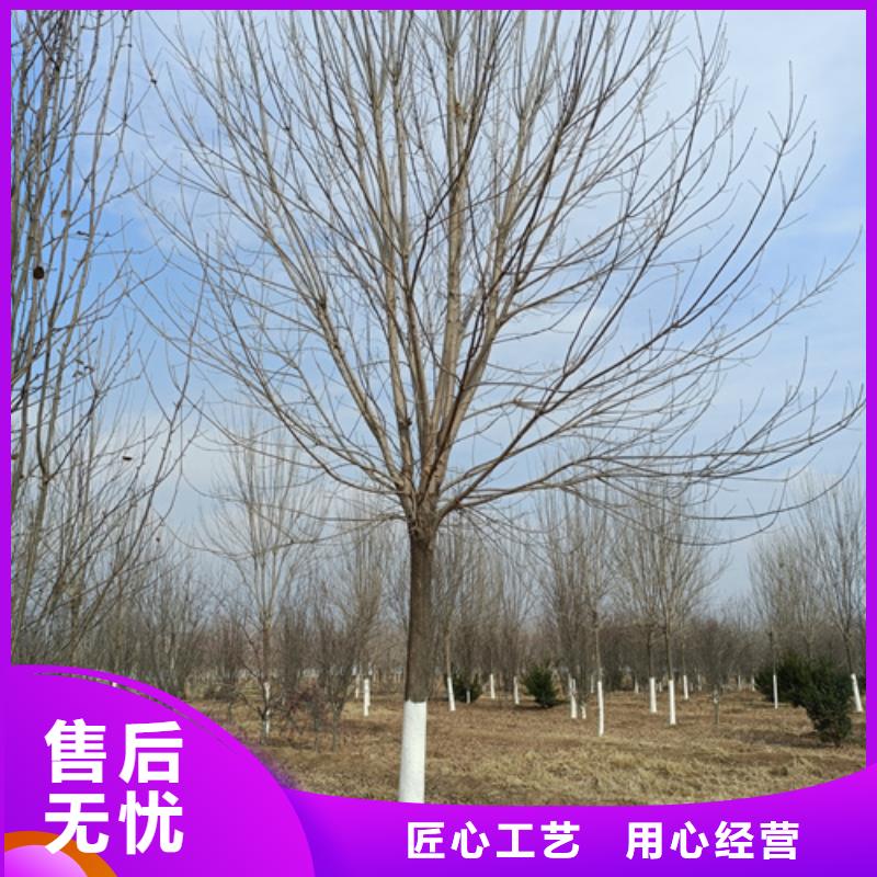 【法桐】黄金槐以质量求生存精致工艺