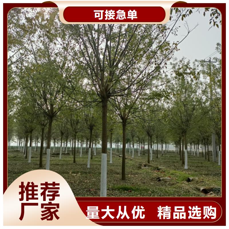 法桐_原生冠法桐自有厂家可定制有保障