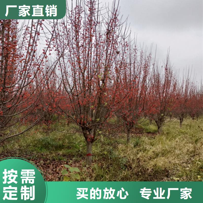 法桐【金叶复叶槭】N年大品牌免费寄样
