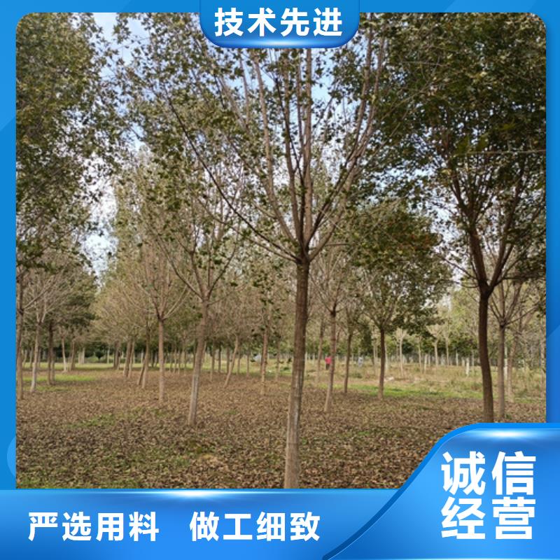 法桐白蜡厂家货源稳定应用广泛