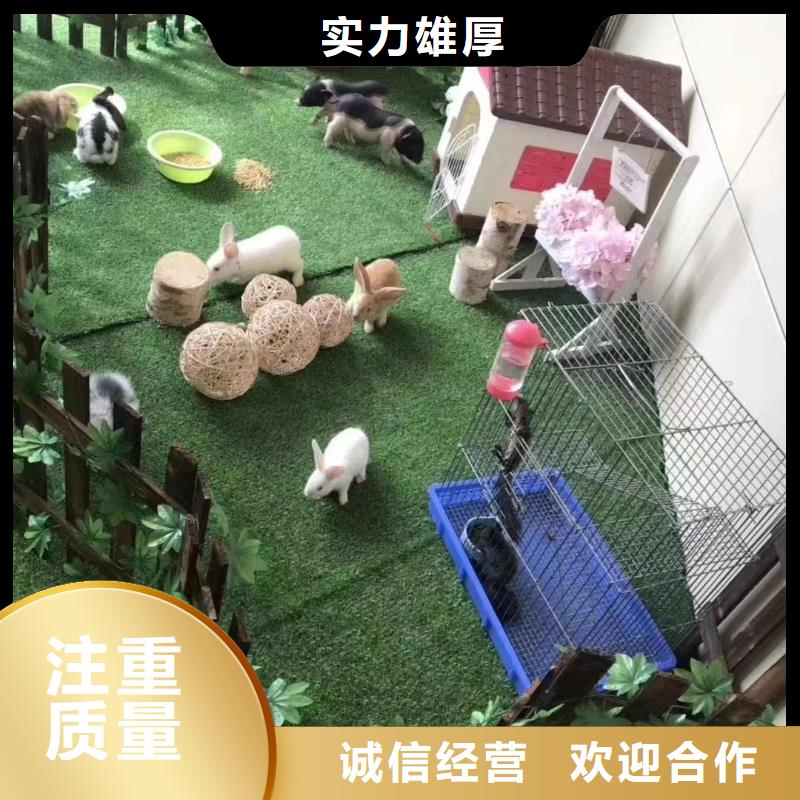 马戏团/羊驼,小香猪宠物出租公司高性价比