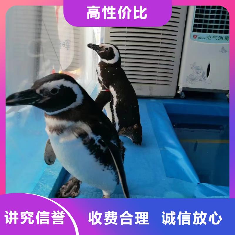 海洋主题动物表演【马戏团表演出租租赁】售后保障当地服务商