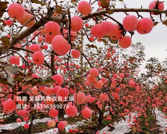 深圳市东湖街道鸡粪有机肥提升土壤肥力产地直销